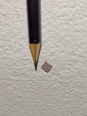 Pencil next to a 4x4 cluster of insect eggs