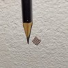 Pencil next to a 4x4 cluster of insect eggs