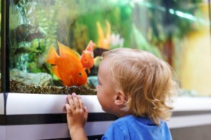 A young boy looking at an orange fish in an aquarium.