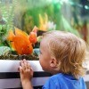 A young boy looking at an orange fish in an aquarium.