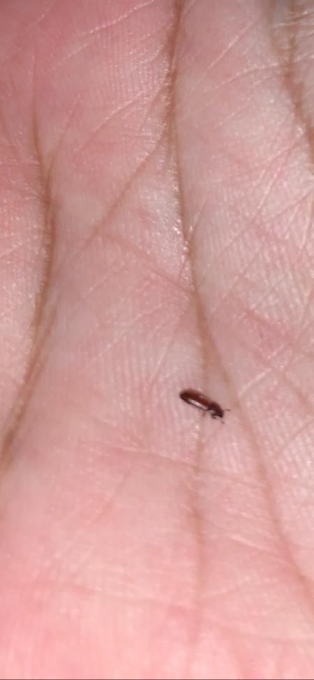 Identifying A Small Brown Bug M4 
