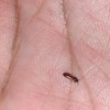 Identifying a Small Brown Bug? - small brown bug in the palm of someone's hand