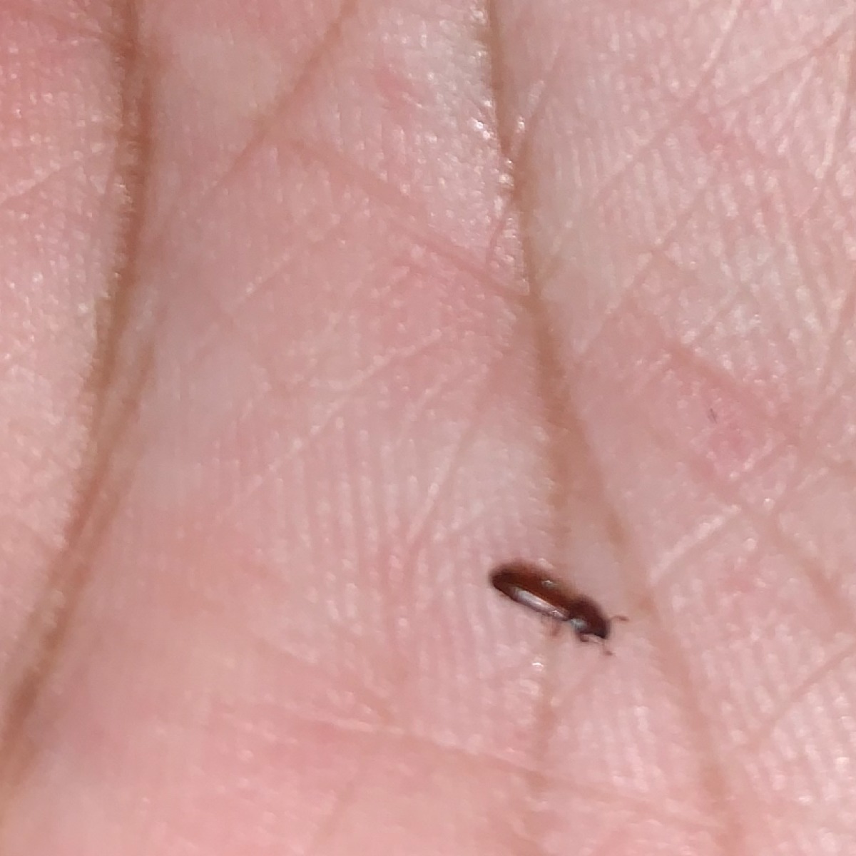 Identifying A Small Brown Bug Tx4 