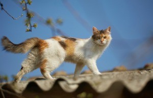 A cat walking on a roof.