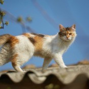 A cat walking on a roof.