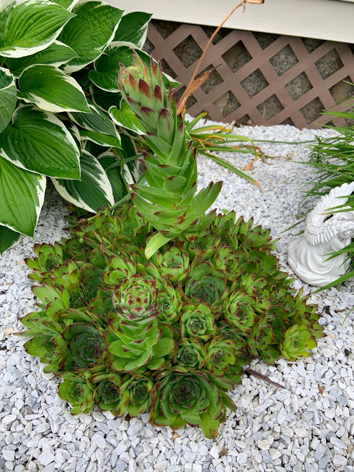 Why are My Hens And Chicks Growing Tall? 