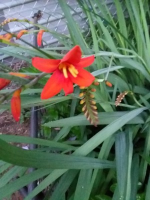 What Type of Flower Is This? - red crocosmia flower