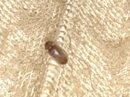 A close up of a small brown insect.