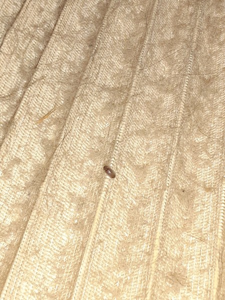 A small brown insect on cloth.
