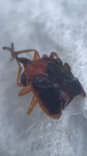 A close up of a small bug.