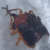 A close up of a small bug.