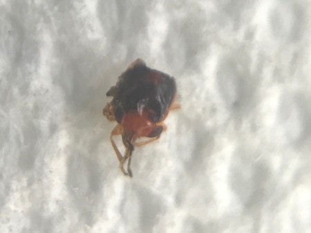 A small bug on a white background.