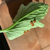 Insect eggs on the back of a tomato leaf.