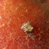 Identifying Insect Eggs? - egg cluster on a peach