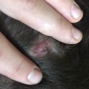 Bump on Dog's Belly - tan bump with red around the edges on skin