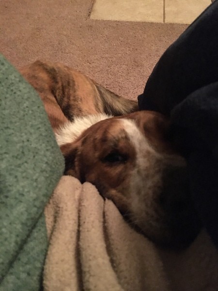 What Breed Is My Dog?