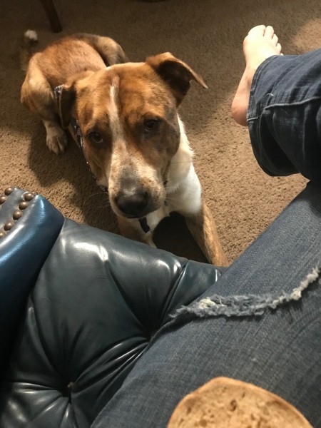 What Breed Is My Dog?