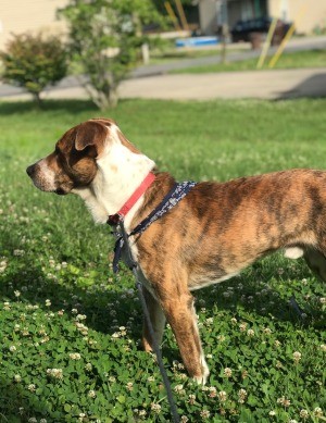 What Breed Is My Dog? - brindle and white dog