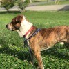 What Breed Is My Dog? - brindle and white dog