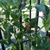 Bee-utiful Tomatoes - tomato plant with a cute bee plant stake