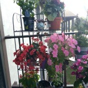 Plant Stand for Balcony Gardeners