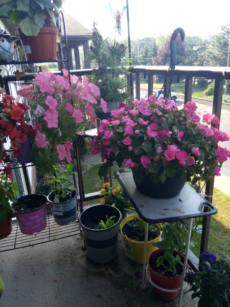 A Pop of Pink - Hanging Baskets - petunias and impatiens