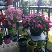 A Pop of Pink - Hanging Baskets - petunias and impatiens