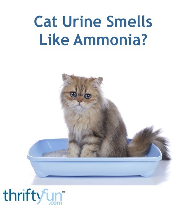 Купить моча кошки. Smelly Cat. Cat urination. Cat Controls.
