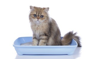 A cat sitting in a litter box.