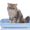 A cat sitting in a litter box.