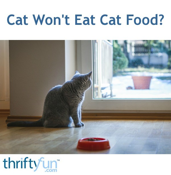 Cat Won't Eat Cat Food? ThriftyFun