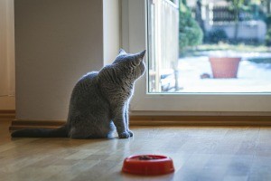 A cat ignoring his food bowl.