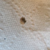 Identifying a Small Brown Bug? - bug on a paper towel