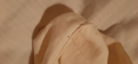 Small little bugs on a white fabric.