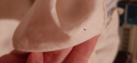 Small little bugs on a white fabric.