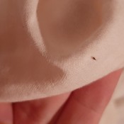 Small little bugs on a white fabric.