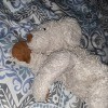 Identifying an Old Stuffed Toy? - white stuffed dog with large brown nose and foot pads