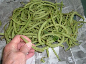 Fresh green beans from the farmer's market.