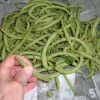 Fresh green beans from the farmer's market.