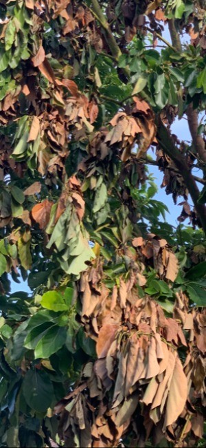 Avocado Tree Leaves Drooping and Turning Brown? - lots of brown leaves