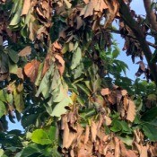 Avocado Tree Leaves Drooping and Turning Brown? - lots of brown leaves