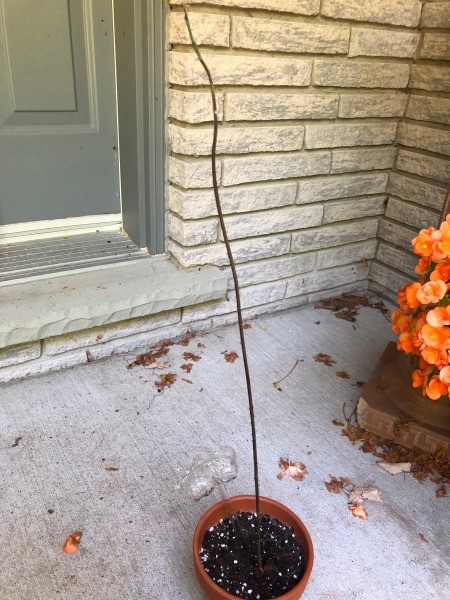 Avocado Tree Lost Its Leaves? - leafless avocado tree in pot