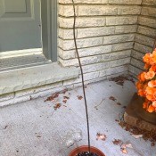 Avocado Tree Lost Its Leaves? - leafless avocado tree in pot