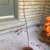 Avocado Tree Lost Its Leaves? - leafless avocado tree in pot