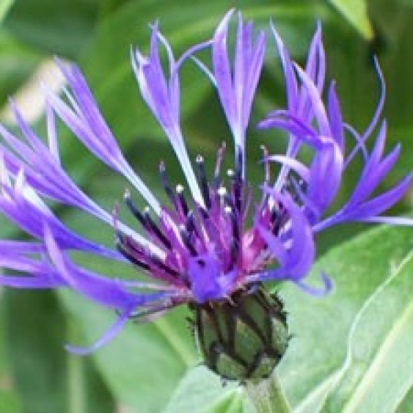 Beautiful But Invasive Flower (Mountain Bluet) ThriftyFun