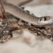 A Dekay's brown snake.