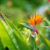 Tropical bird of paradise in bloom.
