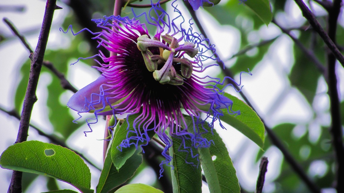 Passiflora Photos ThriftyFun