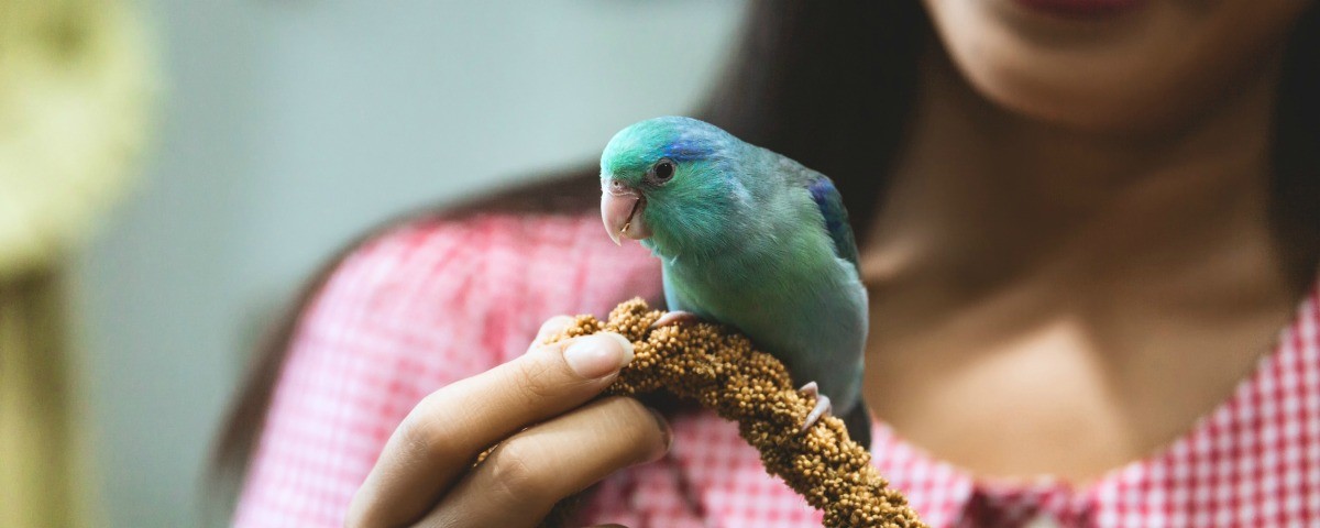 Pet Bird Photos | ThriftyFun