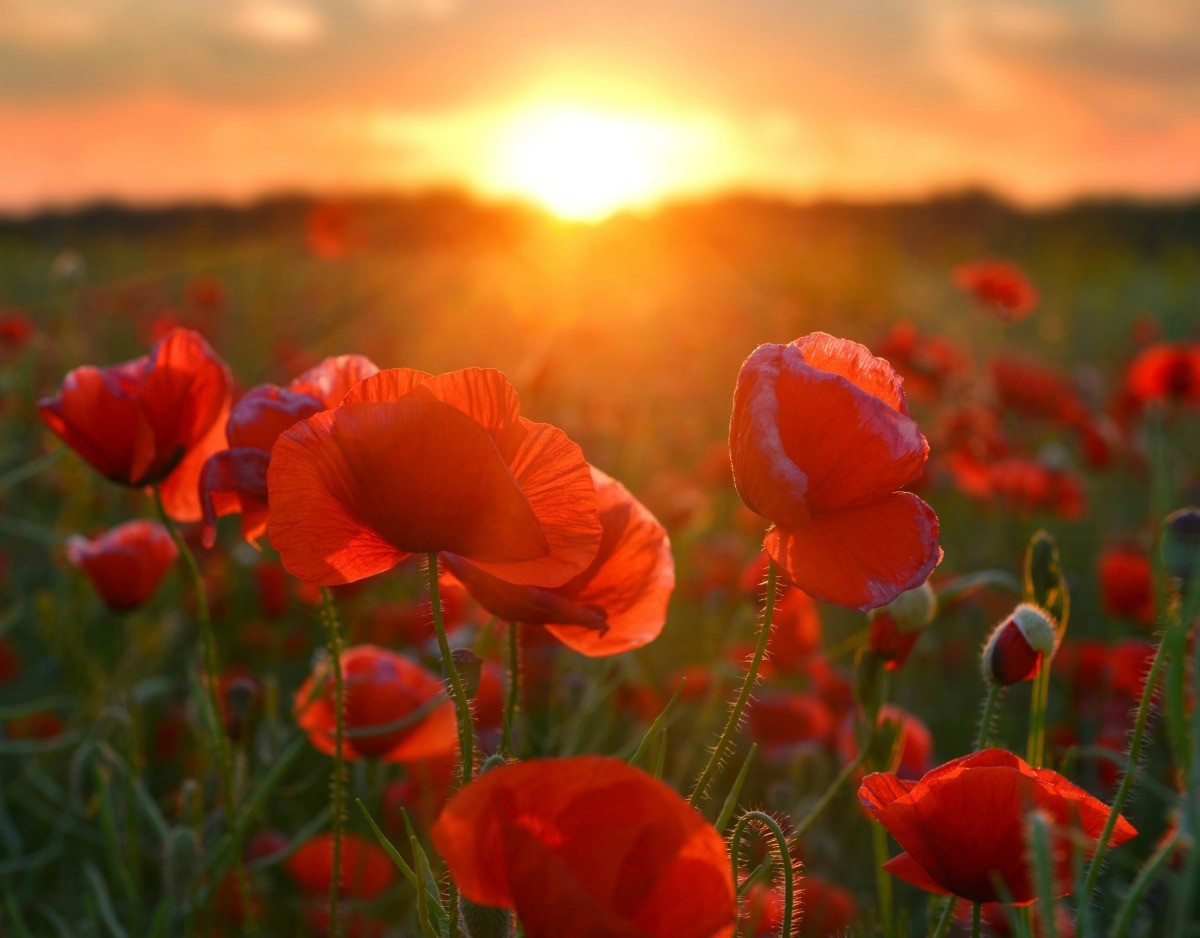 Poppy Flower Close-up Free Stock Photo - Public Domain Pictures